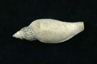 藏品(寶島渦螺)的圖片